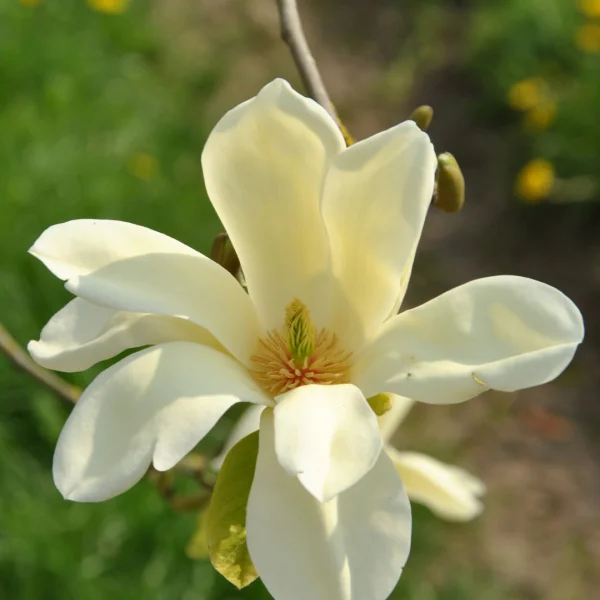 Magnolia 'Sunray' – šácholan 'Sunray'