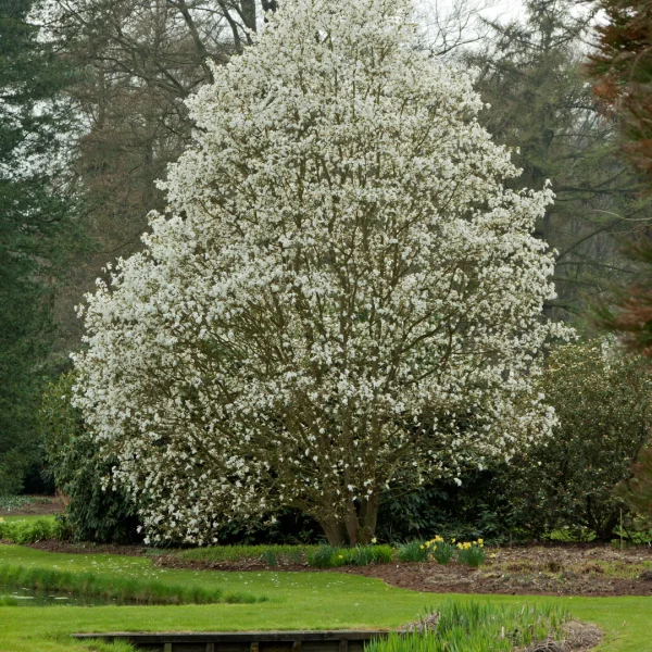 Magnolia 'Wada's Memory' – šácholan 'Wada's Memory'