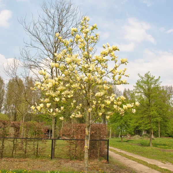 Magnolia 'Yellow Lantern' – šácholan 'Yellow Lantern'