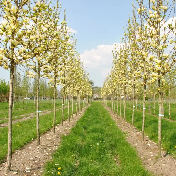 Magnolia denudata YELLOW RIVER ('Fei Huang') – šácholan obnažený YELLOW RIVER ('Fei Huang')