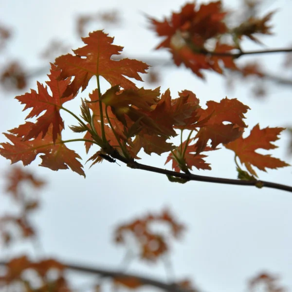 Acer saccharinum 'Pyramidale' – javor stříbrný 'Pyramidale'