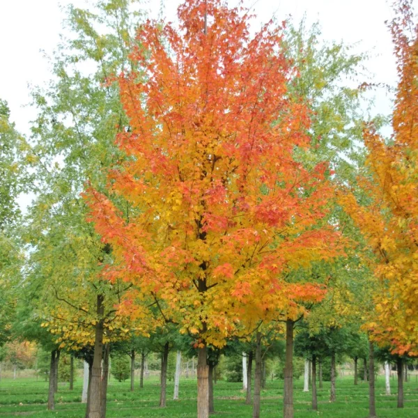 Acer saccharum – javor cukrový