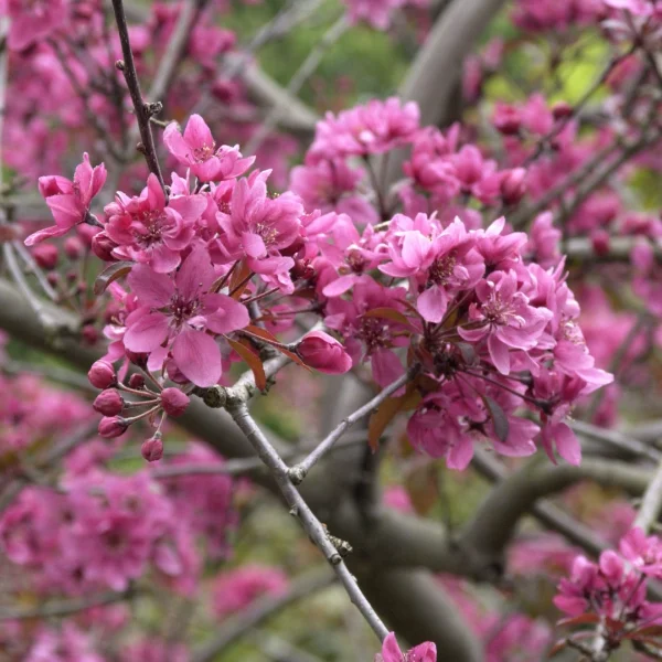 Malus ×atrosanguinea – jabloň tmavě krvavá