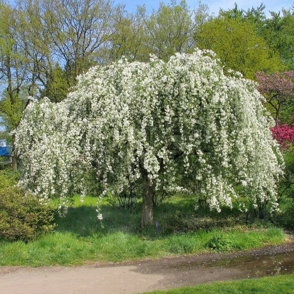 Malus baccata 'Gracilis' – abloň bobulovitá 'Gracilis'