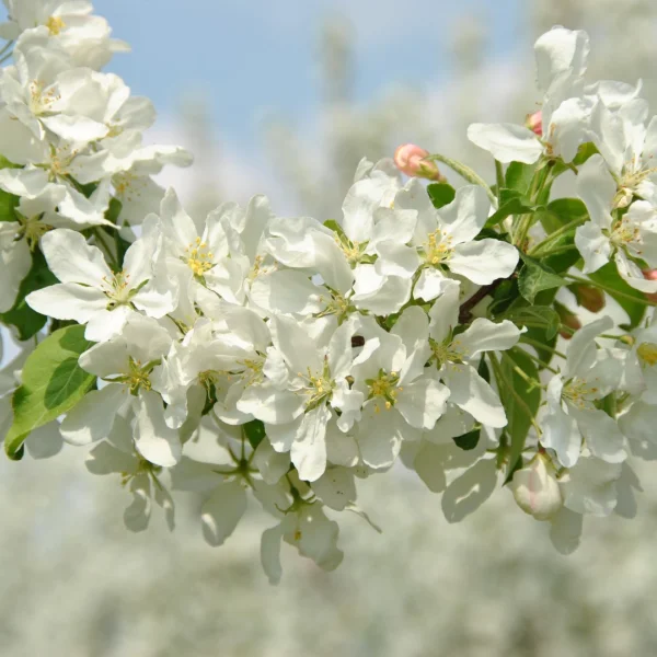Malus baccata 'Street Parade' – jabloň bobulovitá 'Street Parade'
