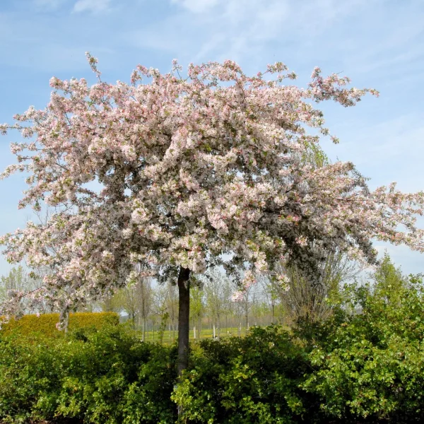Malus floribunda – jabloň mnohokvětá