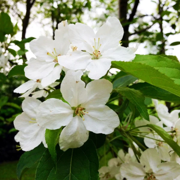 Malus hupehensis 'Arie Mauritz' – jabloň hupejská 'Arie Mauritz'
