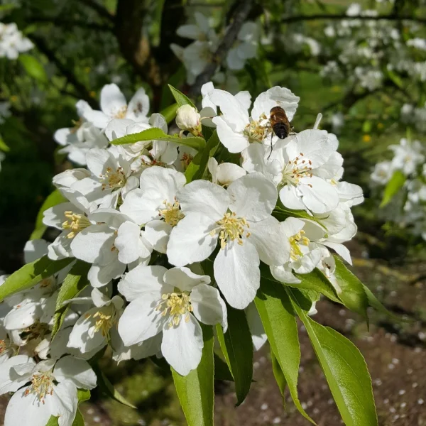 Malus robusta 'Persicifolia' – jabloň mohutná 'Persicifolia'