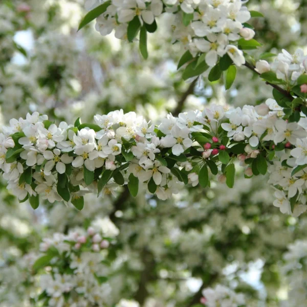 Malus SUGAR TYME ('Sutyzam') – Okrasná jabloň