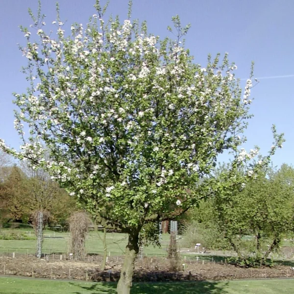 Malus sylvestris – jabloň lesní