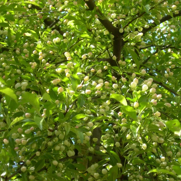 Malus toringo – jabloň toringo