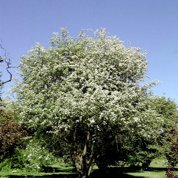 Malus toringoides – jabloň laločnatá