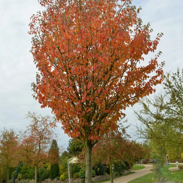 Malus tschonoskii – jabloň Tschonoského