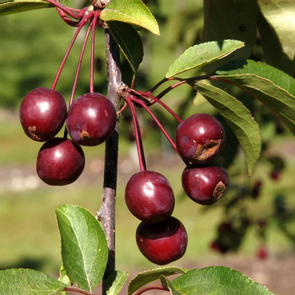 Malus 'Adams' – jabloň 'Adams'