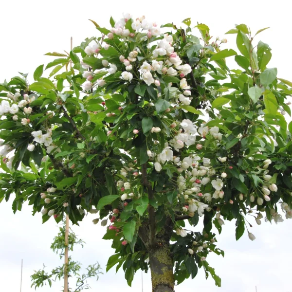 Malus 'Adirondack' – okrasná jabloň 'Adirondack'