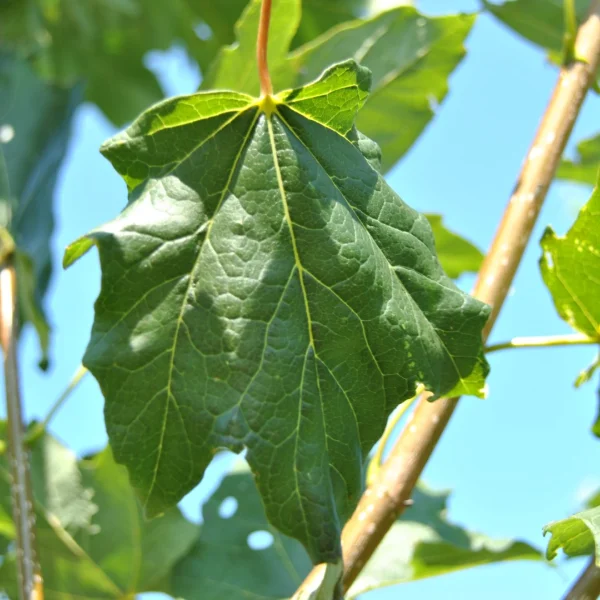 Acer saccharum BELLE TOWER ('Reba') – javor cukrový BELLE TOWER ('Reba')