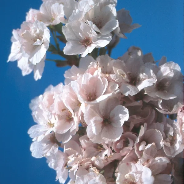 Malus 'Almey' – jabloň 'Almey'