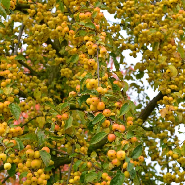 Malus 'Butterball' – jabloň 'Butterball'