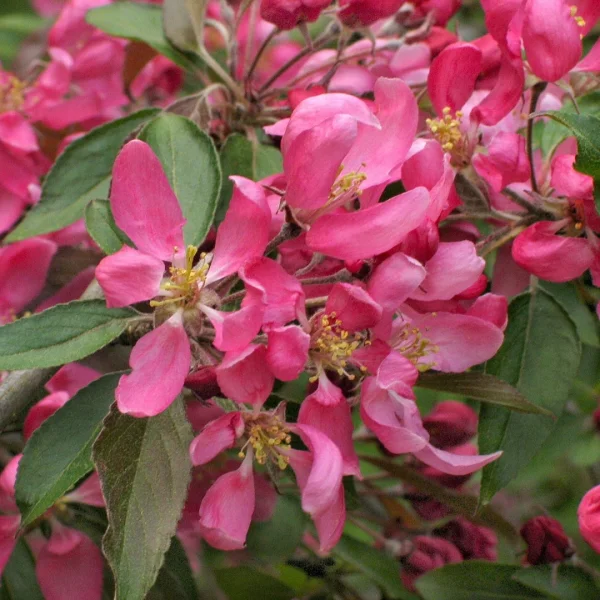 Malus 'Cheal's Weeping' – jabloň 'Cheal's Weeping'
