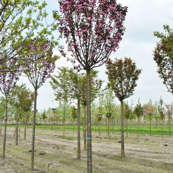 Malus POM'ZAI ('Courtabri') – jabloň ‘Pom Zai’