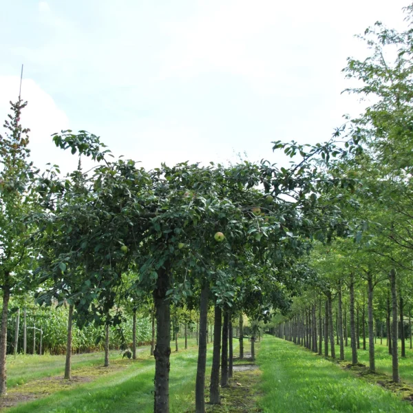 Malus 'Elise Rathke' – jabloň  'Elise Rathke'