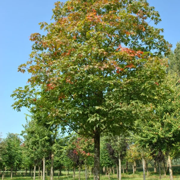 Acer saccharum 'Green Mountain' – javor cukrový 'Green Mountain'