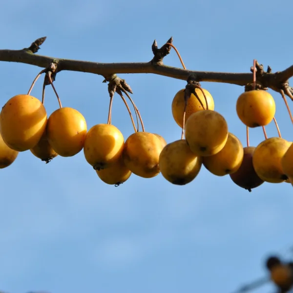 Malus 'Golden Hornet' – jabloň  'Golden Hornet'