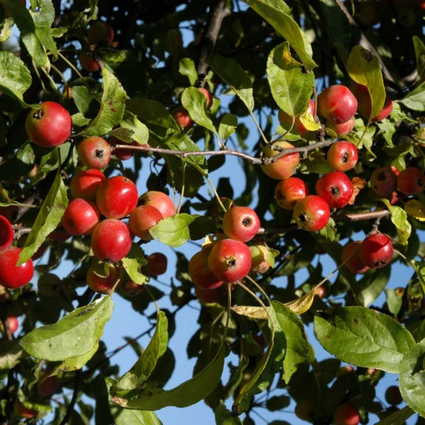 Malus 'Gorgeous' – jabloň  'Gorgeous'