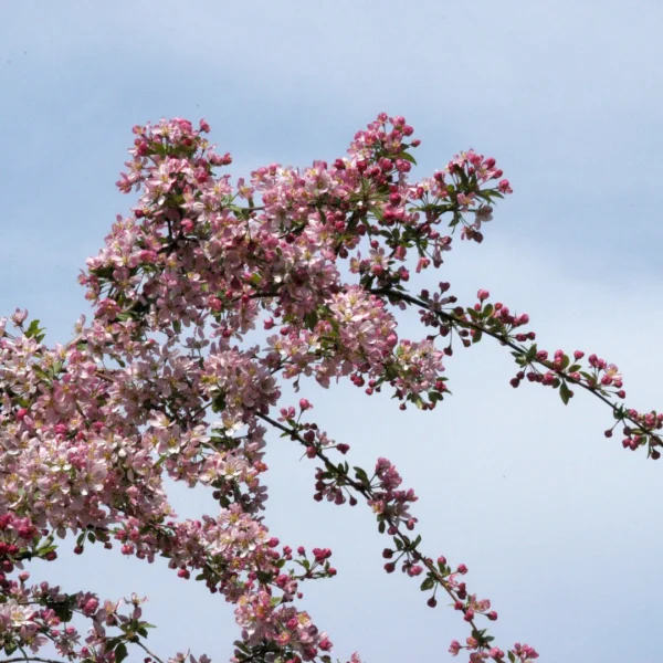 Malus 'Hillieri' – jabloň  'Hillieri'