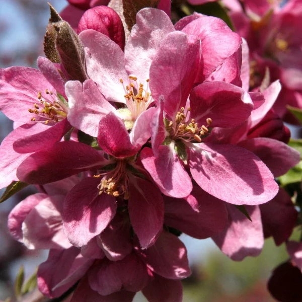 Malus 'Hopa' – jabloň  'Hopa'