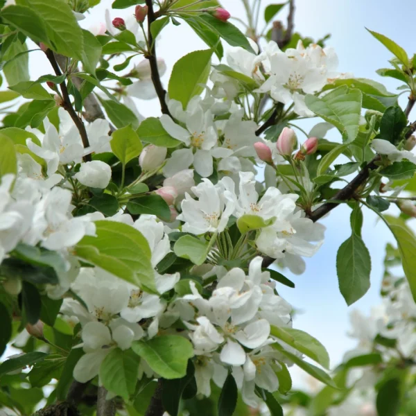 Malus 'John Downie' – jabloň  'John Downie'