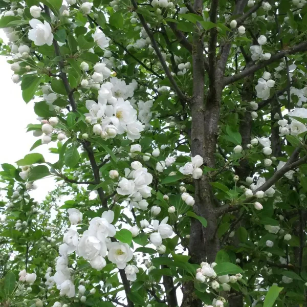 Malus MADONNA ('Mazam') – Okrasná jabloň