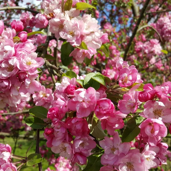 Malus magdeburgensis – okrasná jabloň magdeburgensis