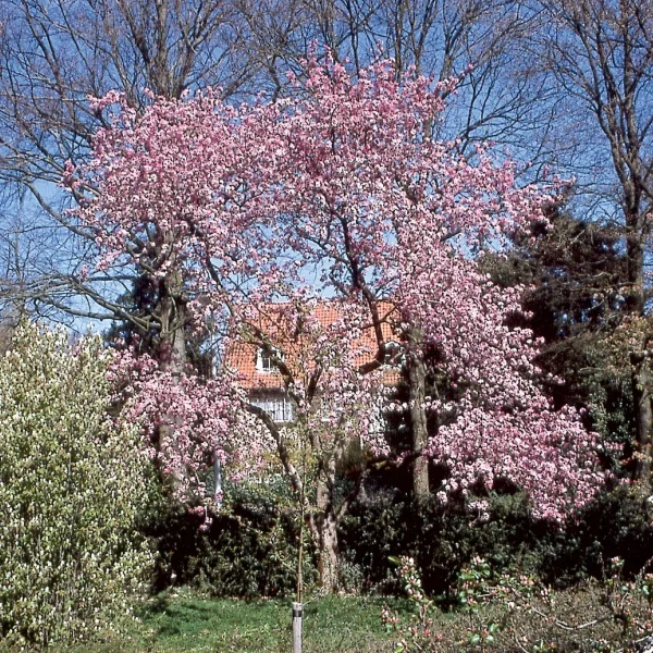 Malus 'Makamik' – jabloň  'Makamik'