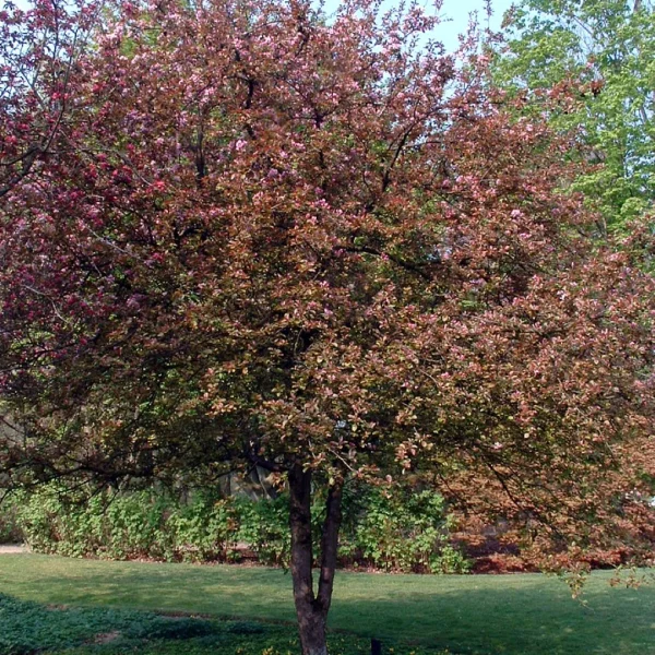 Malus 'Neville Copeman' – okrasná jabloň 'Neville Copeman'
