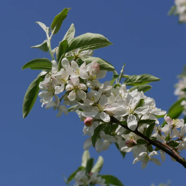Malus 'Pom Zai' – okrasná jabloň 'Pom Zai'
