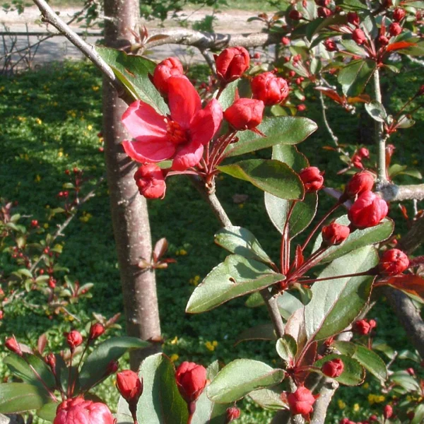 Malus 'Prairiefire' – jabloň 'Prairiefire'