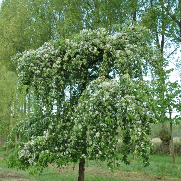 Malus 'Red Jade' – jabloň 'Red Jade'