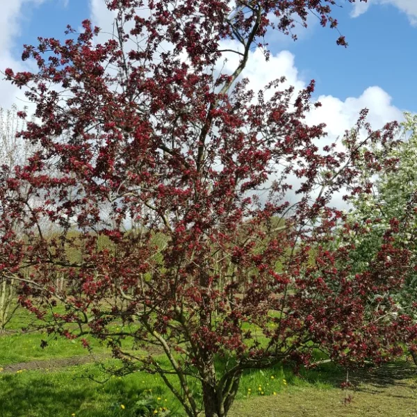 Malus 'Red Silver' – okrasná jabloň 'Red Silver'