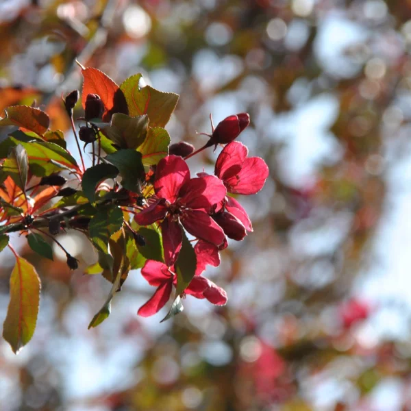 Malus 'Royalty' – jabloň 'Royalty'
