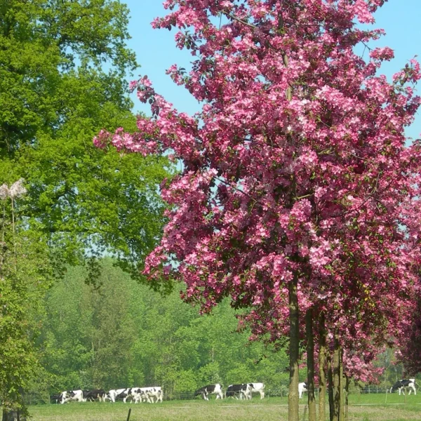 Malus 'Rudolph' – Okrasná jabloň