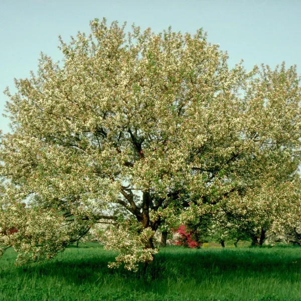 Malus 'Snowdrift' – jabloň 'Snowdrift'