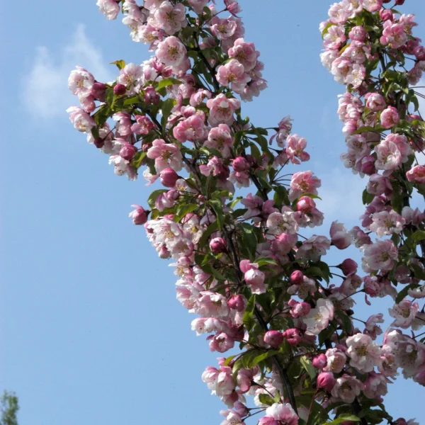 Malus 'Van Eseltine' – jabloň 'Van Eseltine'