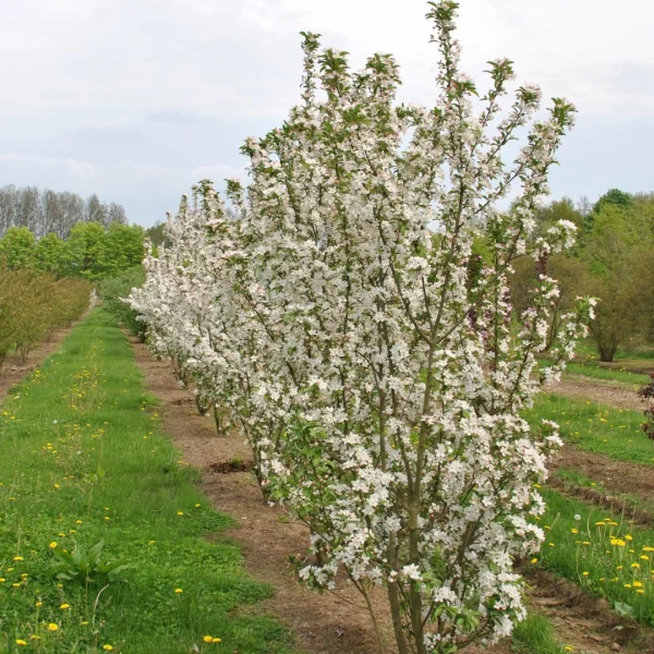 Malus 'White Angel' – Okrasná jabloň