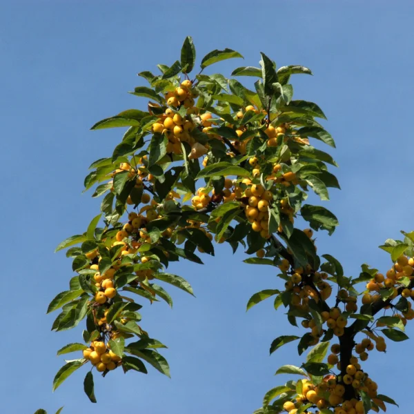 Malus 'Winter Gold' – jabloň 'Winter Gold'