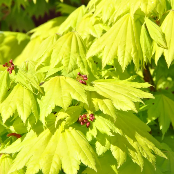 Acer shirasawanum 'Aureum' – javor Shirasawanův 'Aureum'
