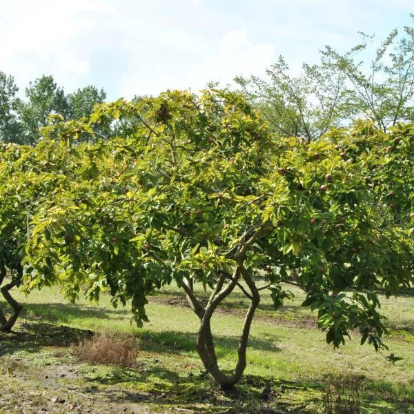 Mespilus germanica 'Bredase Reus' – mišpule obecná 'Bredase Reus'