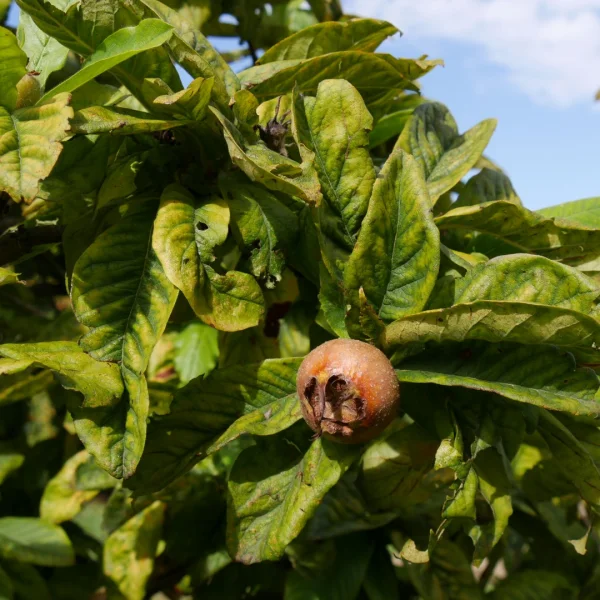 Mespilus germanica 'Macrocarpa' – mišpule obecná 'Macrocarpa'