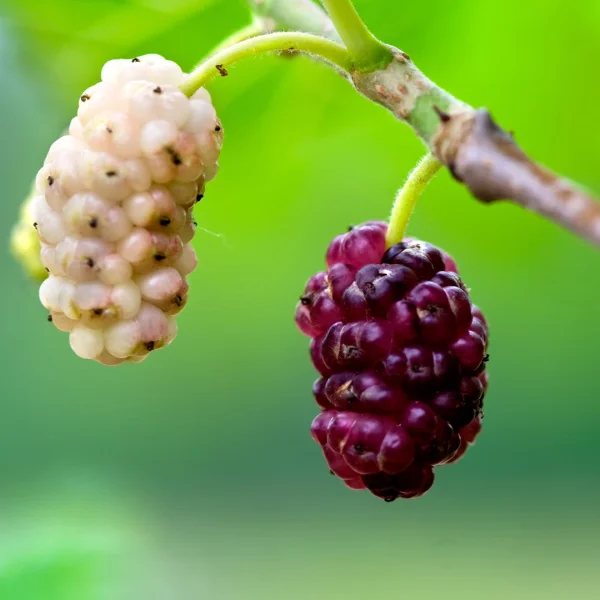 Morus alba – morušovník bílý