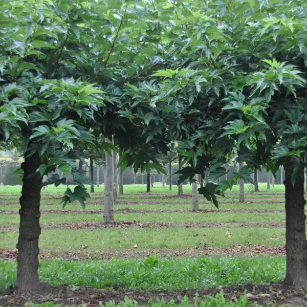 Morus alba 'Fruitless' – morušovník bílý 'Fruitless'
